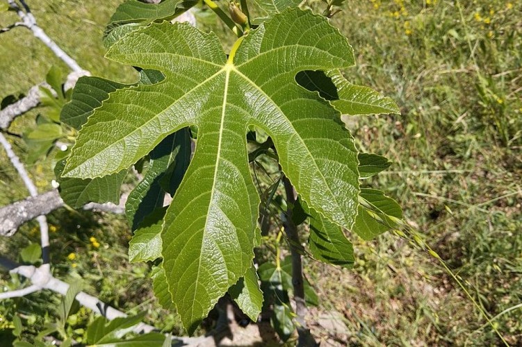Feuille de figuier