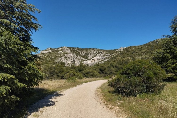 Pinède des Taillades