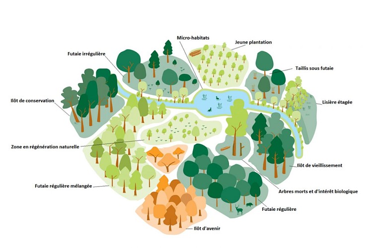 Différents modes de gestion forestière