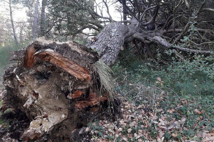 Arbre déraciné, refuge de biodiversité