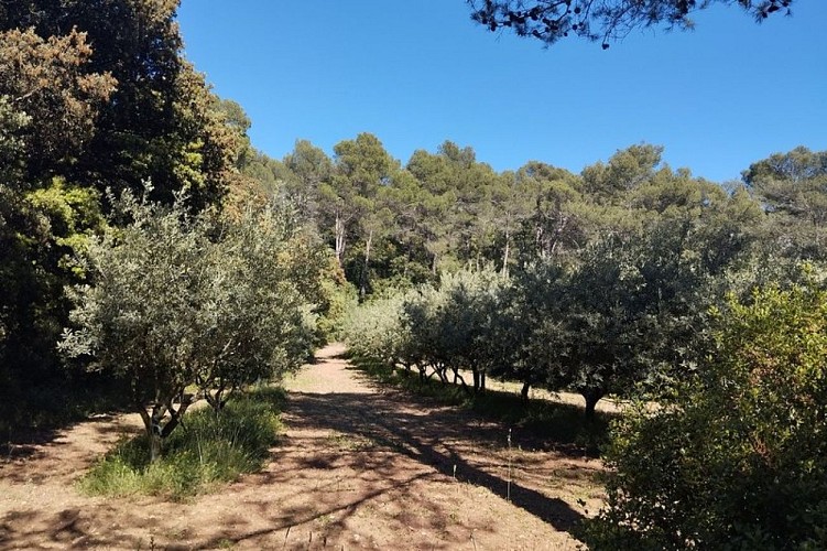 Culture d'oliviers
