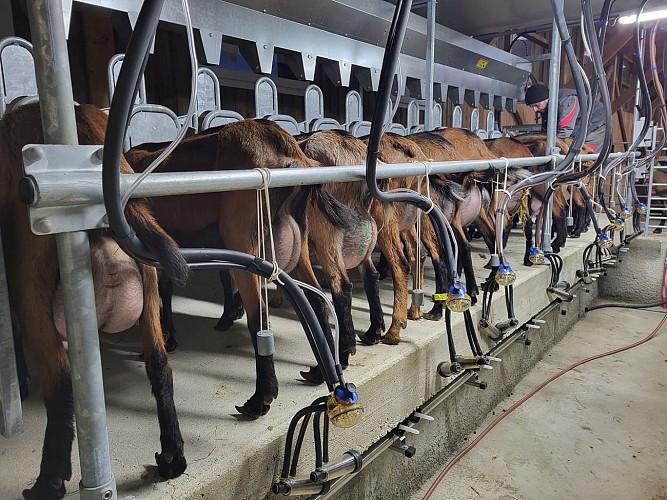 La Chèvrerie du Lac - Goat cheese