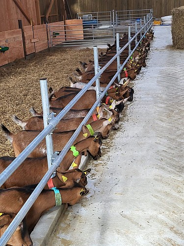 La Chèvrerie du Lac - Geitenkaas