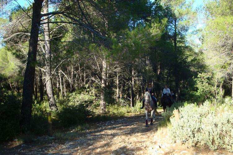 Cavaliers en forêt fermée