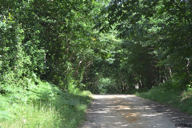 Forêt de Brissac