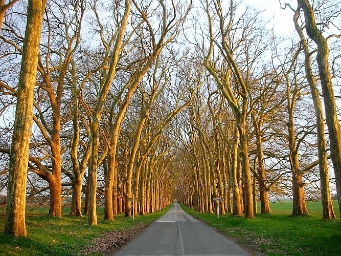 Parc Heudicourt Allée Cathédrale © Y.Esteve, Château d'Heudicourt