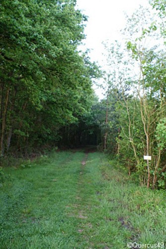 Forêt de Noizé