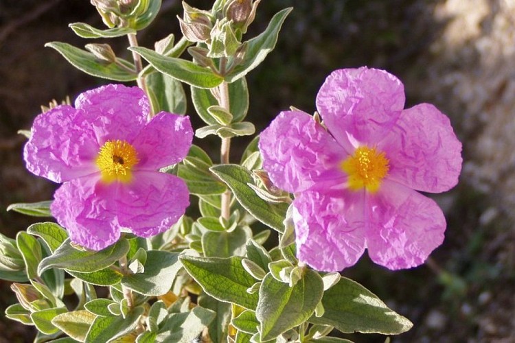 Fleurs de Ciste cotonneux