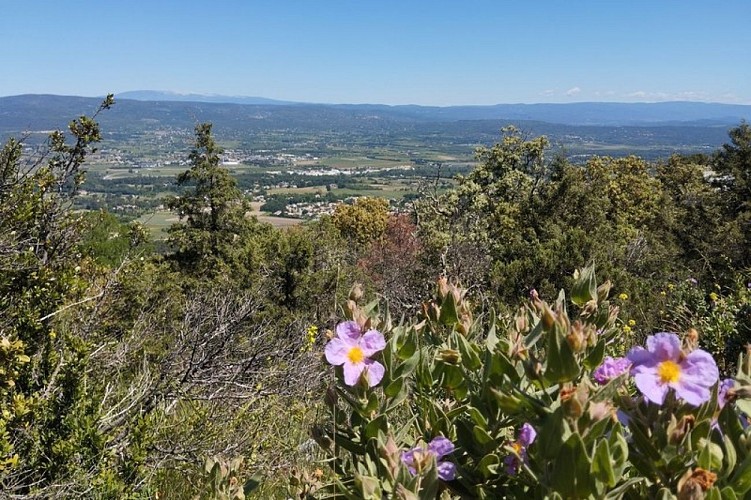 Ciste et Mont-Ventoux au loin