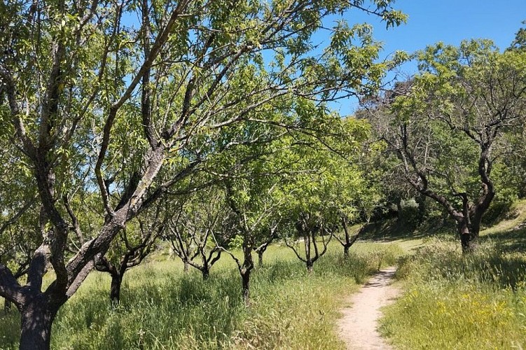 Verger villageois de Robion