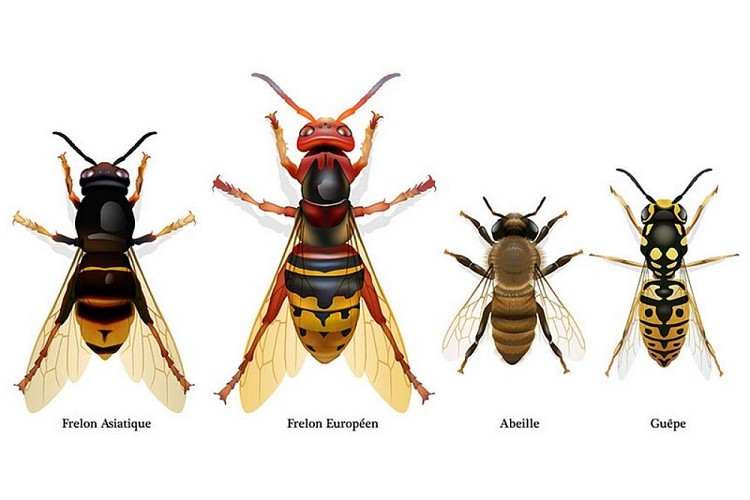 Comment les reconnaître ?