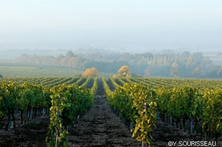 Nombreux panoramas sur le vignoble de l'Aubance
