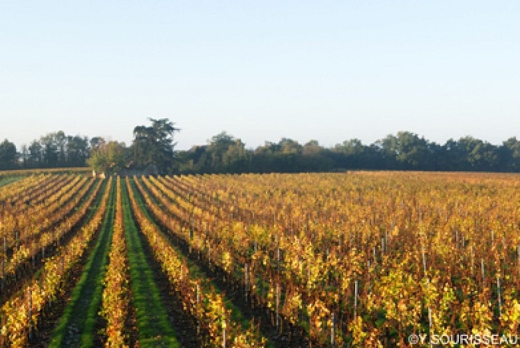Nombreux panoramas sur le vignoble de l'Aubance.