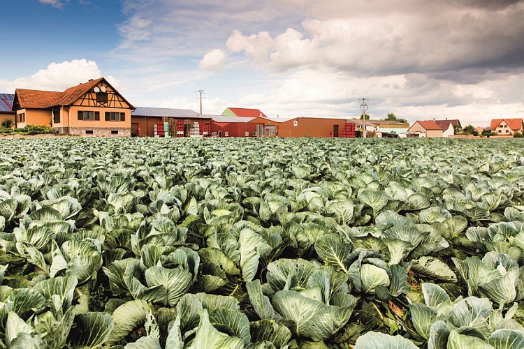 Discover the Maison de la choucroute - Le Pic