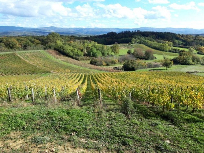 Gallet Daniel - Le Clos des Godardes