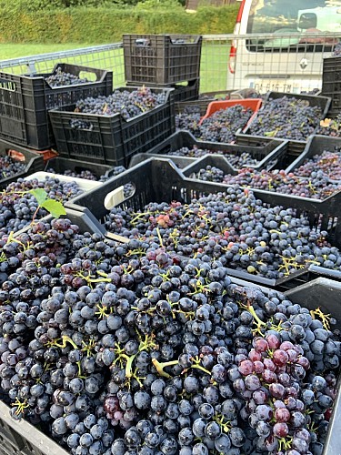 La Cave de Corentin Bouilloux - Vigneron