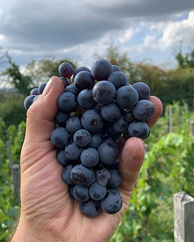 La Cave de Corentin Bouilloux - Vigneron