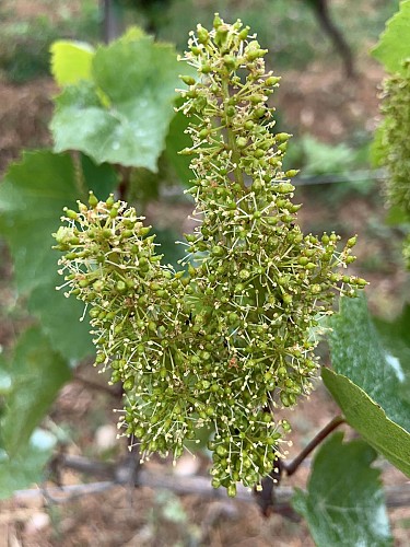 La Cave de Corentin Bouilloux - Vigneron