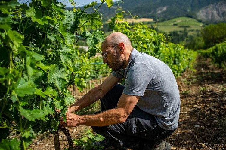 Vignobles pour la Clairette de Die