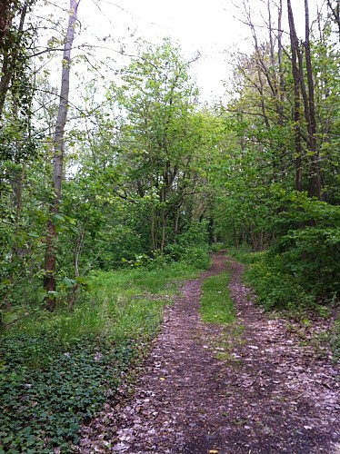 Mi-forêt / mi-étangs