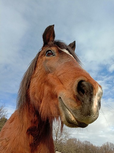 Ferme équestre Equi Complice 