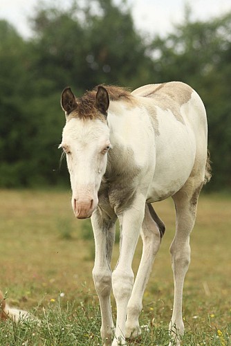 Ecurie de Bordeneuve