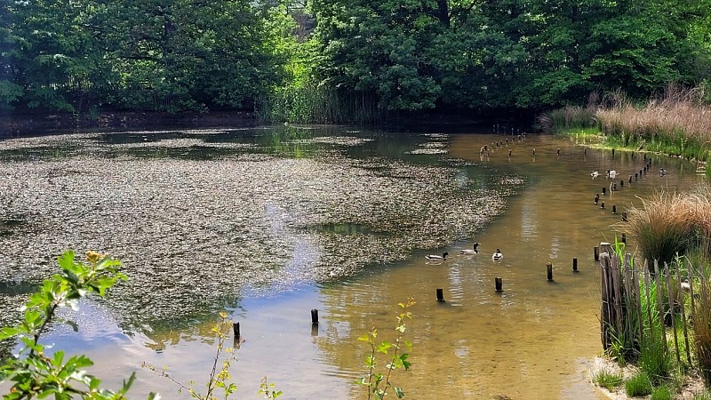 Etang