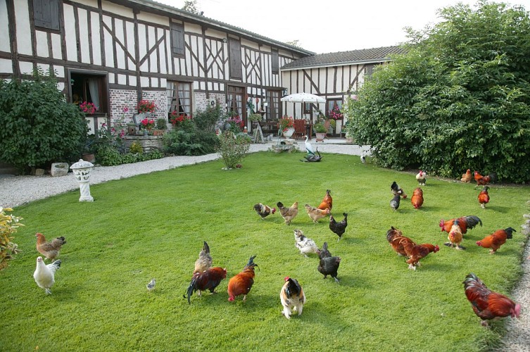 La-Ferme-Sympa-le jardin des poules