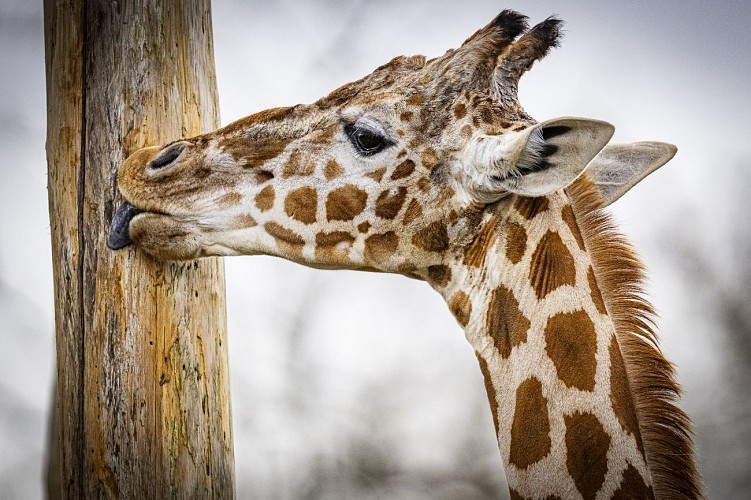 11. GIRAFE