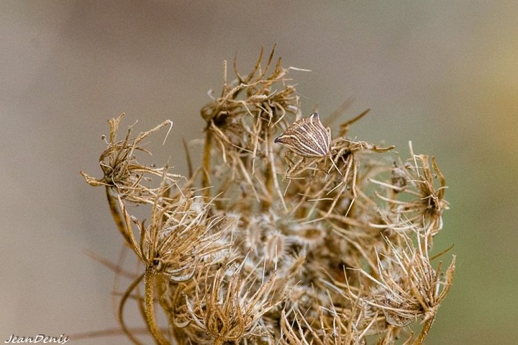 Ombelle séchée de Carotte sauvage