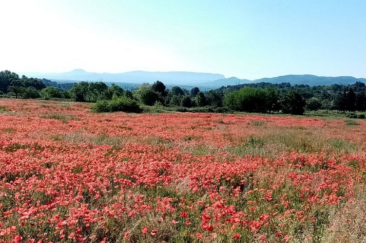 Jachère envahie par les coquelicots