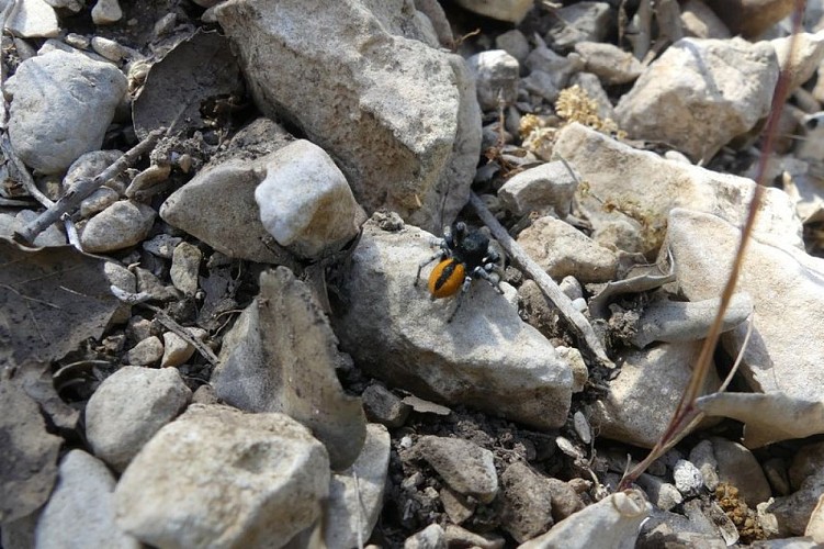 Saltique sanguinolent