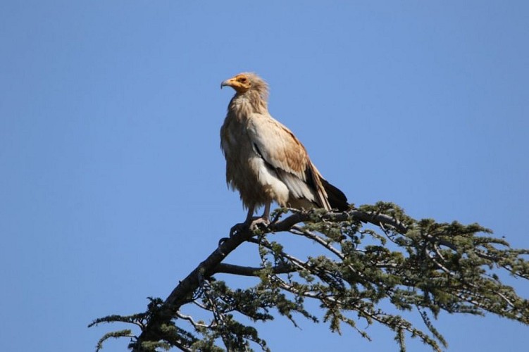 Vautour percnoptère