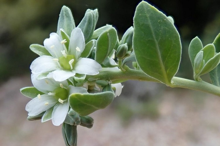 Téléphium d'Impérato