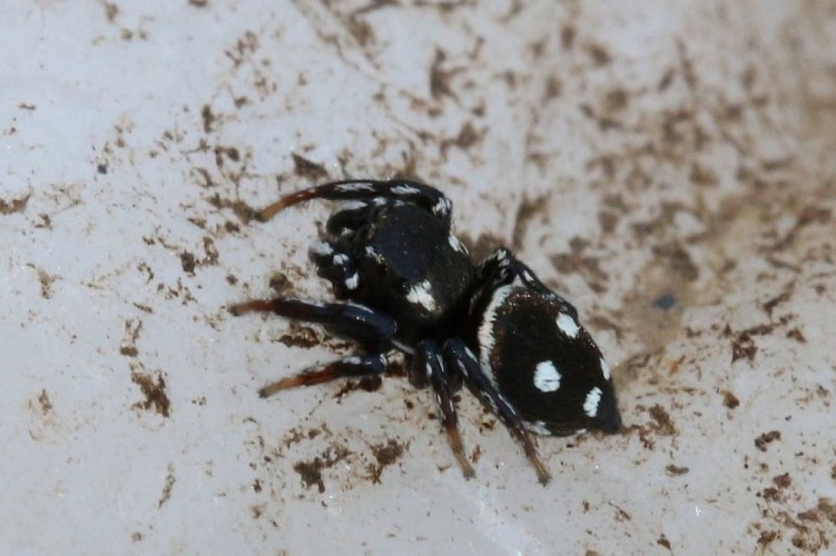 Héliophanus apiatus