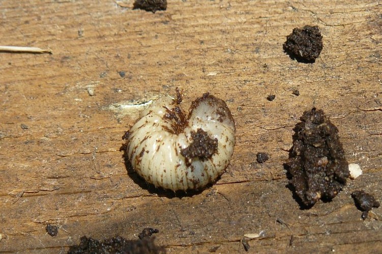Larve de Cétoine, issue d'un composteur