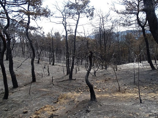 Forêt après un incendie
