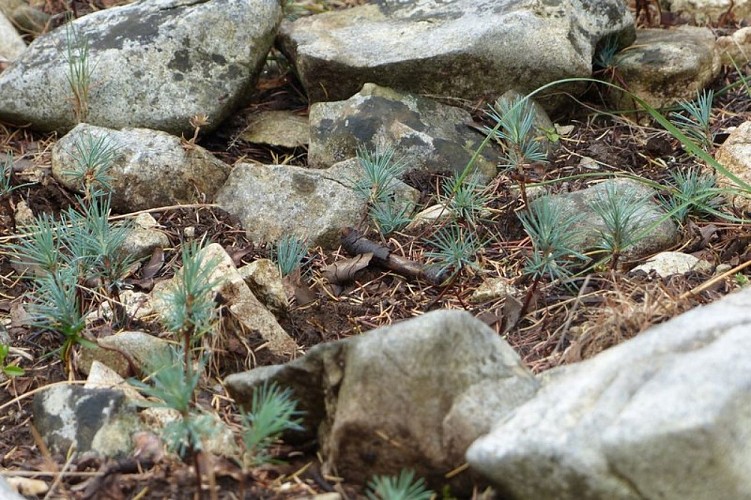 Jeunes pousses de Cèdre