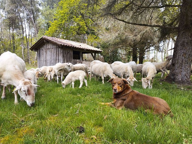 2024 - MAIL - Bergerie de Maillas - Troupeau - ©Marion POUTAYS