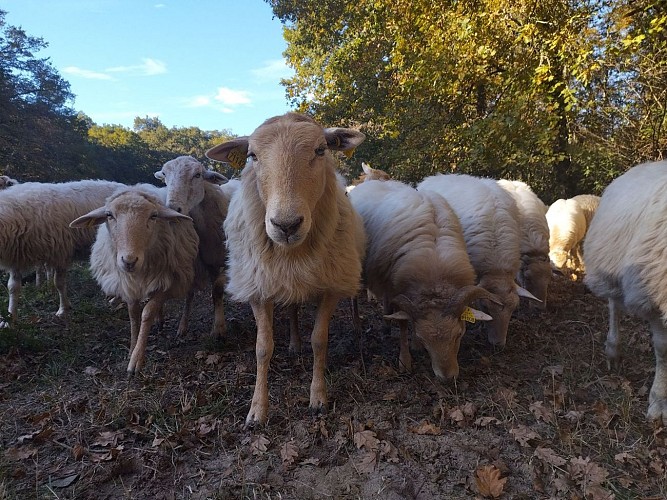 2024 - MAIL - Bergerie de Maillas - Troupeau (2) - ©Marion POUTAYS