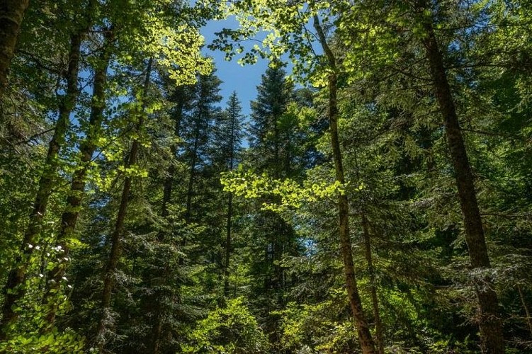 Forêt mixte typique du Vercors