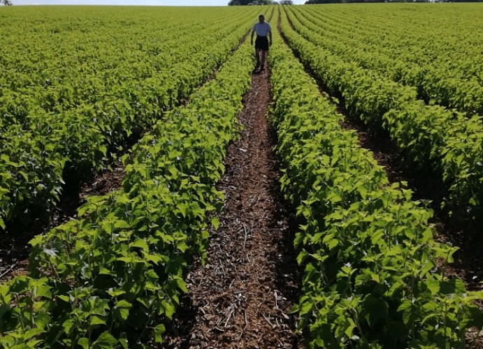 Le Cassis de la Grange aux Moines