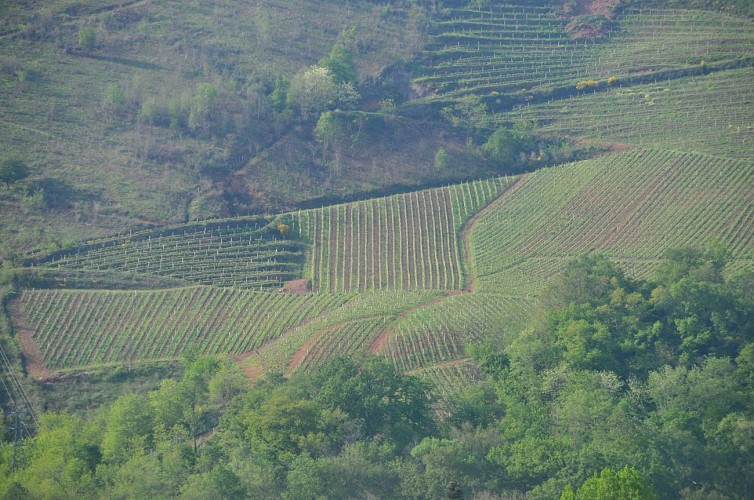 Vignobles d'Irouleguy