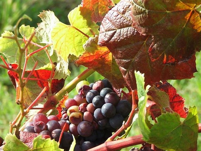 Chateau de cuqueron 3 [HDTV (1080)]