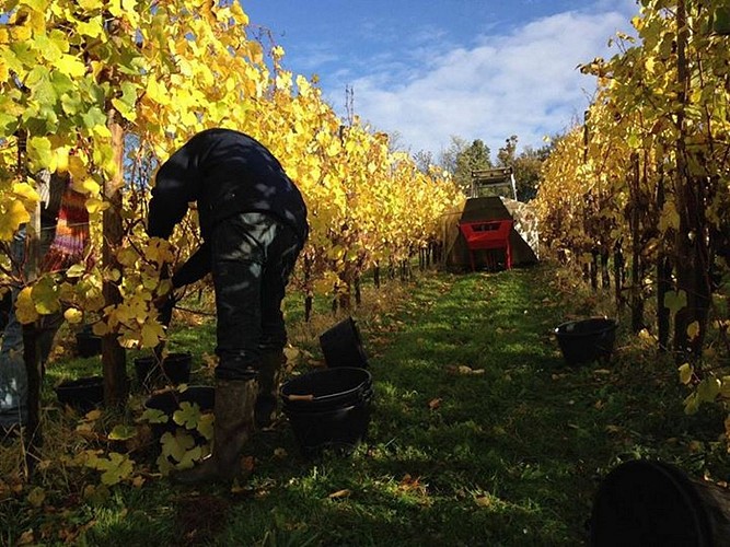 Chateau de cuqueron 2 [HDTV (1080)]