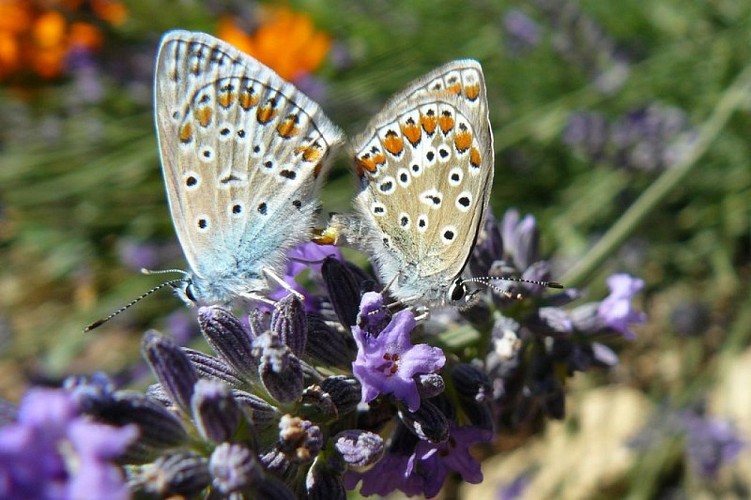 Argus bleu trouvé lors des ABC