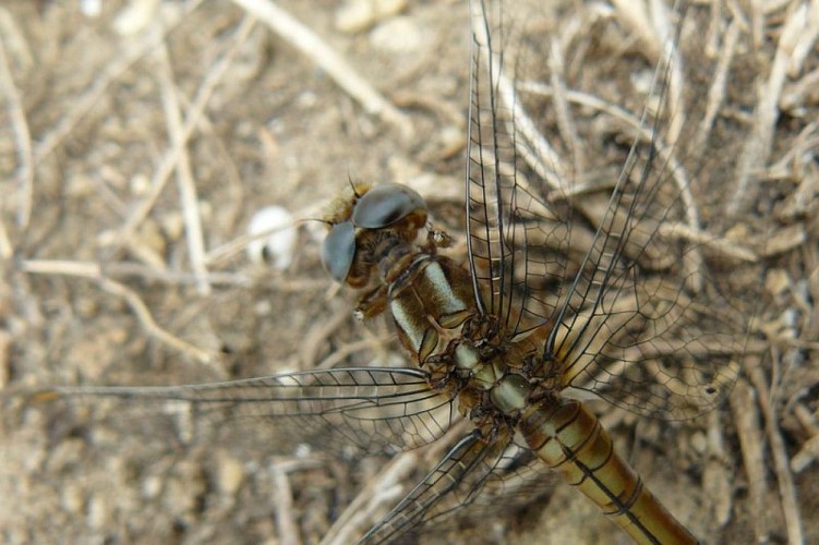 Libellule trouvée à Volx
