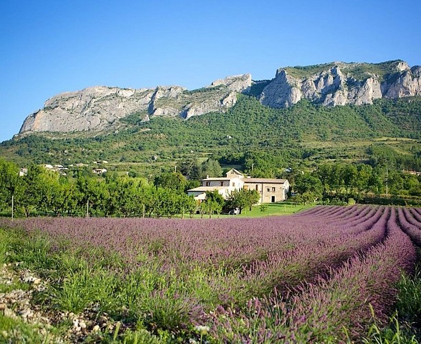 Champ de lavande ©la lavanderaie