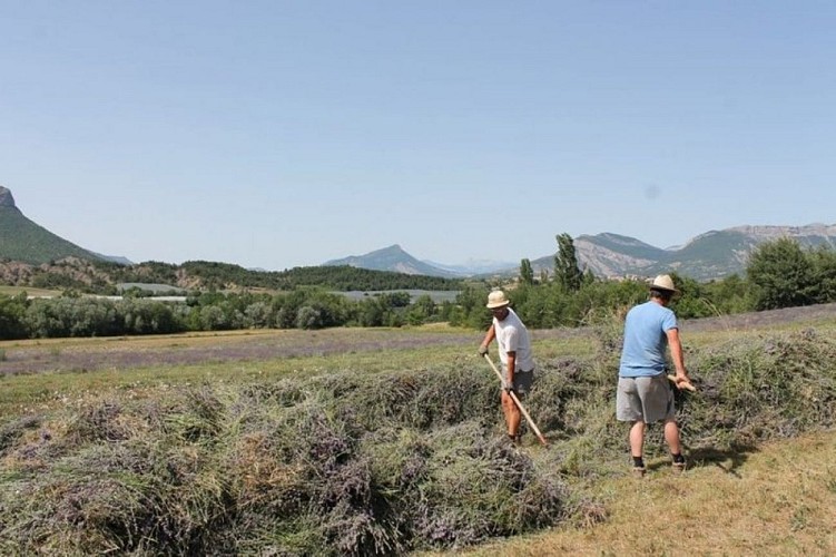 Récolte ©la lavanderaie