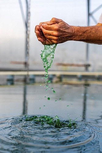 Bassin de Spiruline d'Orpierre©Martin Champon